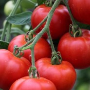 bio-tomata-matina