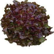 marouli-bellino-oak-leaf