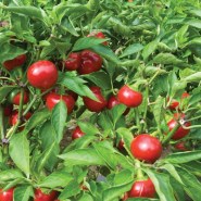 piperia-red-cherry-small