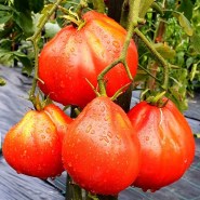 tomata-canestrino