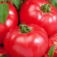 tomata-faworyt