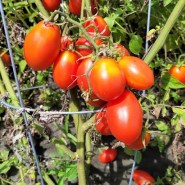 tomata-Fiaschetto-di-Manduria