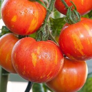 tomata-tigerella