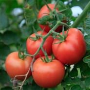 tomata-campbell-33